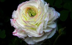 白色花香植物（白色花香植物图片）