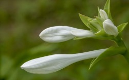 白色玉簪花（白色玉簪花的花语）