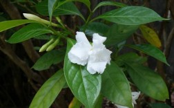 白色的花植物（白色花植物可以做灰水粽子）