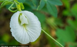 白色豌豆寓意（白色豌豆花图片）