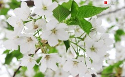 春季白色花（白色的花有哪些在春天开）