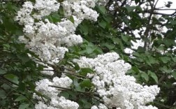白色花朵的树（白色花朵树干有刺的果树）