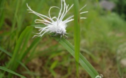 花白色跳虫（花白色虫子图片及名称）