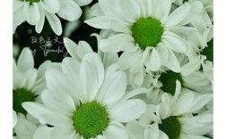 白色菊花种类图片（白色菊花有哪些种类）