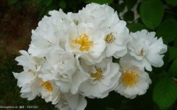 白色蔷薇怎么变形（白色蔷薇什么时候开花）