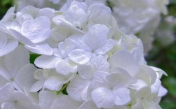 白色的各种花（白色的花有哪种）
