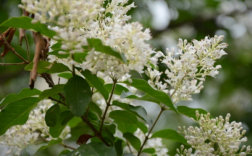 木本白色花（木本开白色很香的花是什么花）