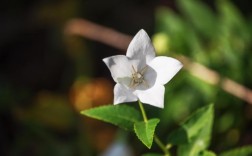 哪些植物来白色花（什么植物是白色的花）