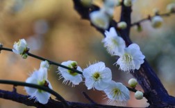 白色梅梅花品种（白色梅梅花品种有哪些）