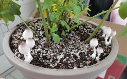 花盆白色菌（花盆里的白色蘑菇有毒吗）