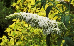 白色簇生花叶细长（白色花叶子）