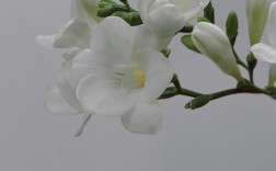 小苍兰图片白色（小苍兰图片白色花朵）
