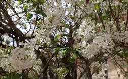 白色香花（白色香花大树）