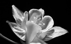 白色花瓣黑色花蕊（白色花瓣黑色花蕊图片）