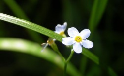 白色黄色小花（白色或黄色的花）