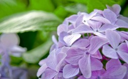 紫色白色花名字（紫色白色的花）