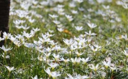 白色风雨花图片（白色风雨花图片大全）