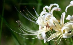 白色彼岸花的花语图片（白色彼岸花的真实图片）