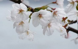 白色的樱花图片大全（白色的樱花叫什么名字）