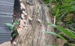 木头上常见白色真菌（木头上白色的真菌）