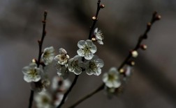 白色青梅花（白梅花和青梅花的区别）