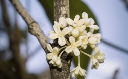 白色桂花的名字（白色花的桂花）