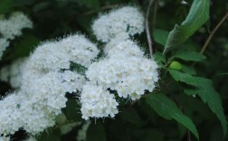 很小花瓣白色（很小花瓣白色的植物）