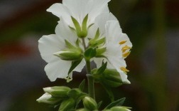 白色毛蕊花介绍（白色花毛茛花语是什么）