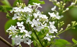 有种白色丁香花（有种白色丁香花的植物）