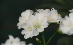 有关白色系的植物（关于白色的花有哪些）