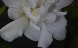 带香味的白色花（带香味的白色花叫龙什么花）