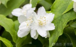 白色黄芯（白色花瓣黄色芯是什么花）