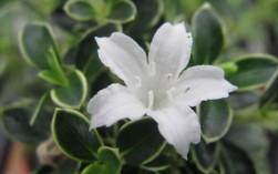 开白色的花图片（开白色花的植物及名字图片）