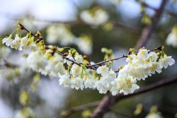 白色樱李梅图片（白色樱花品种大全图解）-图3