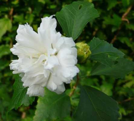 白色扶桑花与风水（扶桑花花色）-图3