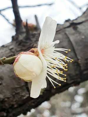 白色梅花种类（白色梅花的样子,颜色,气味,其他）-图1