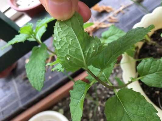 薄荷花有白色虫子（薄荷花有白色虫子怎么办）-图1