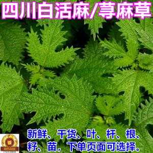 白色荨麻草图片（小荨麻草图片）-图2