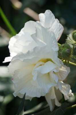 白色水芙蓉花语（白色水芙蓉花图片）-图3