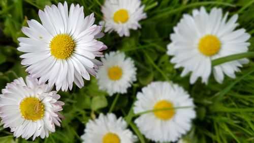 白色皱菊的花语是什么（白色菊花叫什么菊）-图2