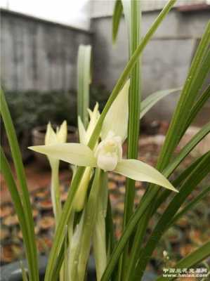 春白色花春兰和氏璧（春兰白色花图片）-图1