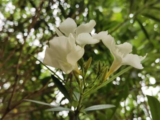 夹竹桃开花白色（夹竹桃 开花）-图2