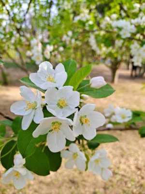 白色的海棠花（白色的海棠花图片）-图2