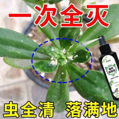 花卉白色虫（花卉长白色的虫子用什么农药）-图1