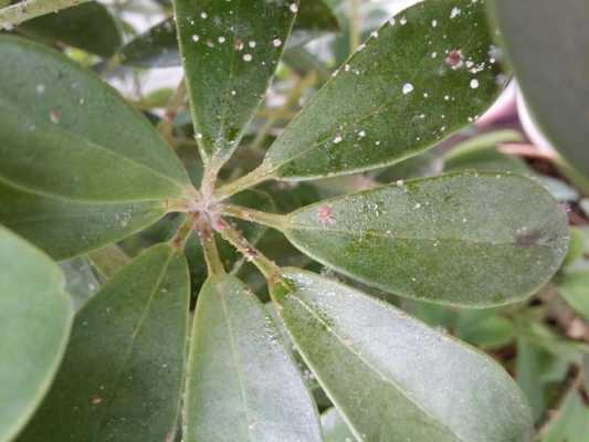 植物叶子白色丝状物（植物的叶子出现白色条状）-图2