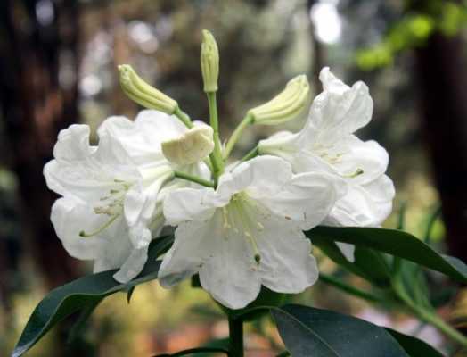 云南花卉白色（云南的白花是什么花）-图1