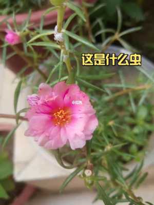 太阳花上有白色虫子（太阳花上有白色虫子,用什么药好）-图2