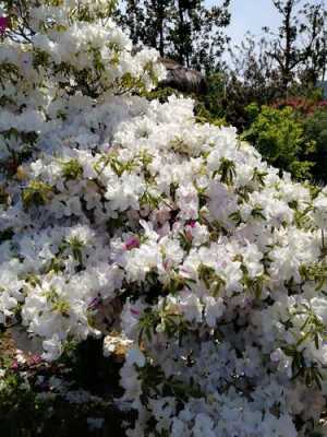 白色杜鹃花花语（白色杜鹃花花语图片）-图2