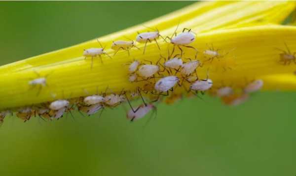 白色蚜虫（白色蚜虫图片怎么治）-图2