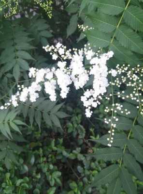 穗状白色花的树（穗状白色花的树是什么树）-图1